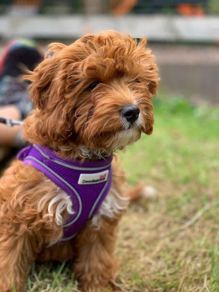 Are Cavapoos easy to train? Our Cavapoo