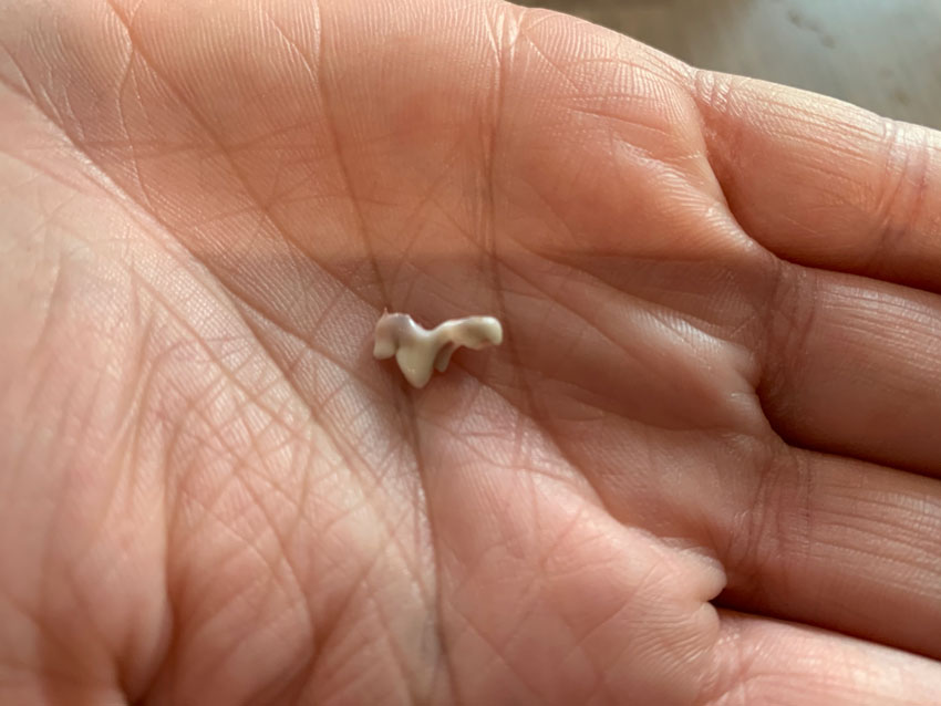 cavapoo puppy tooth